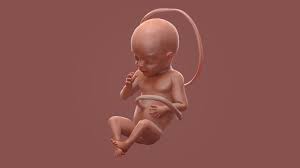 جنین مصنوعی انسان ساخته شد