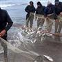 ظرفیت تولید ۷۵ هزار و ۵۰۰ تن ماهی در استان گیلان