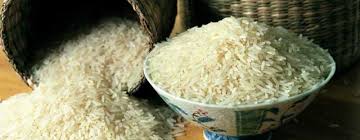 برداشت برنج پرمحصول در دو هزار هکتار از شالیزارهای بابل