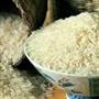 برداشت برنج پرمحصول در دو هزار هکتار از شالیزارهای بابل