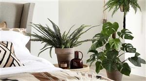 گیاهان در اتاق خواب منبعی برای انرژی ندارند