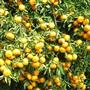 خواص میوه و پوست نارنگی برای درمان 100 نوع بیماری