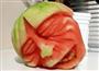 پیش‌بینی تولید بیش از 240 تن هندوانه در قائمشهر