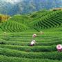 مزارع چای شمال کشور ویلا سبز شده است/ گردشگرخارجی تصویر روشنی از فرهنگ و میراث چای در ایران ندارد