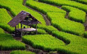 تولید برنج بدون سموم کشاورزی در۱۰۰هکتار از شالیزارهای مازندران