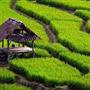 تولید برنج بدون سموم کشاورزی در۱۰۰هکتار از شالیزارهای مازندران