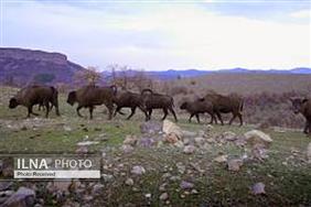 نگاهی به گونه‌های جانوری متنوع کوهستان رودوپ در بلغارستان